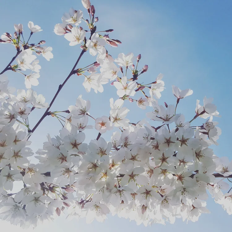 white cherry blossoms against a blue sky