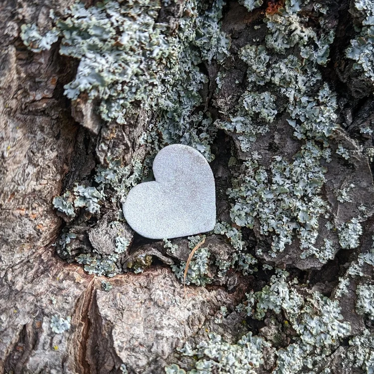 Small white heart embedded in rough tree bark