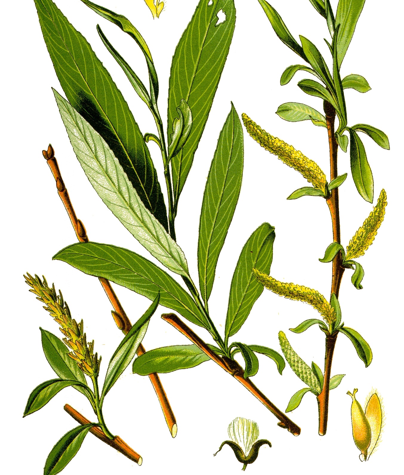 Salix Alba