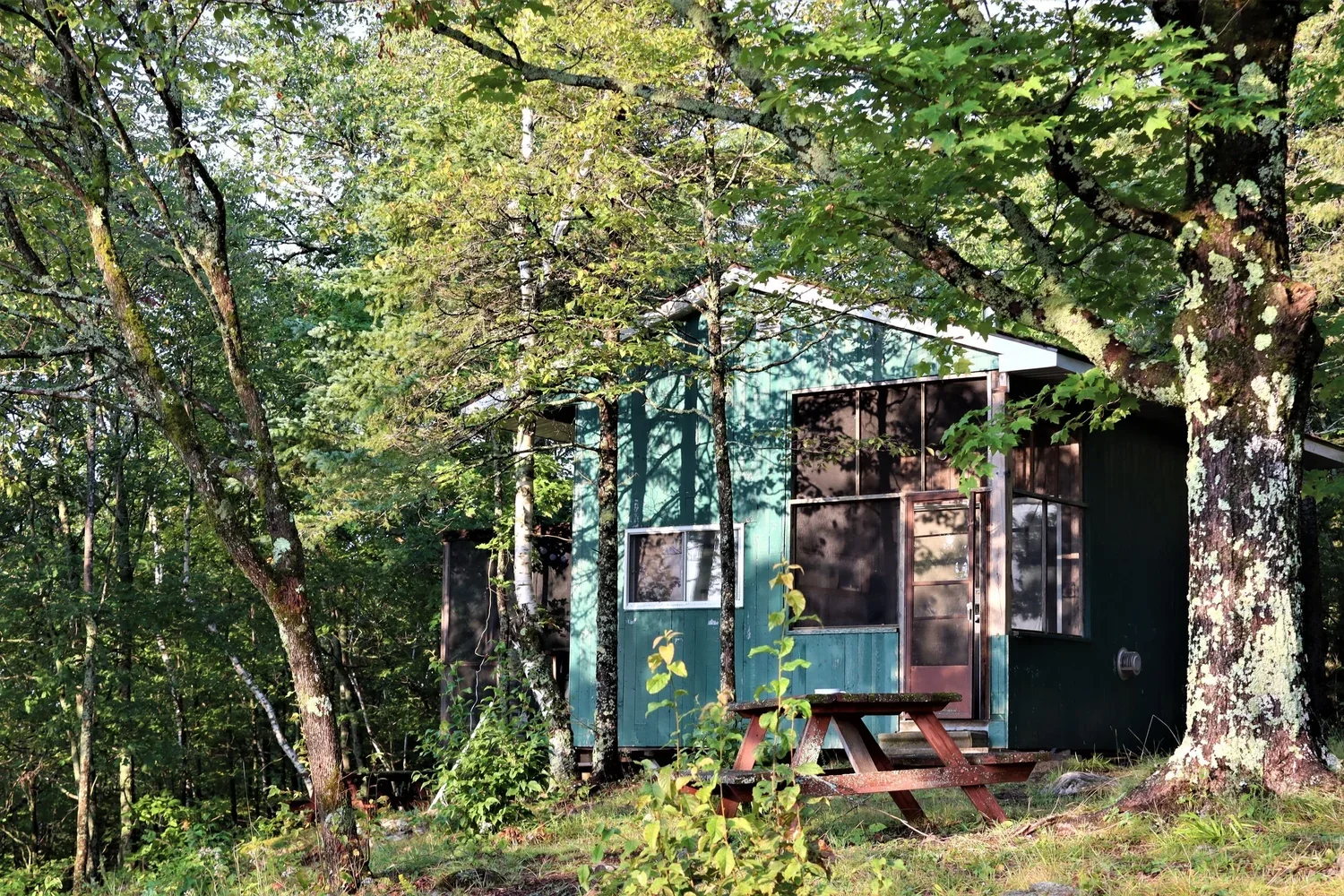 Dogstar Cabin among the birches at LeTerrain