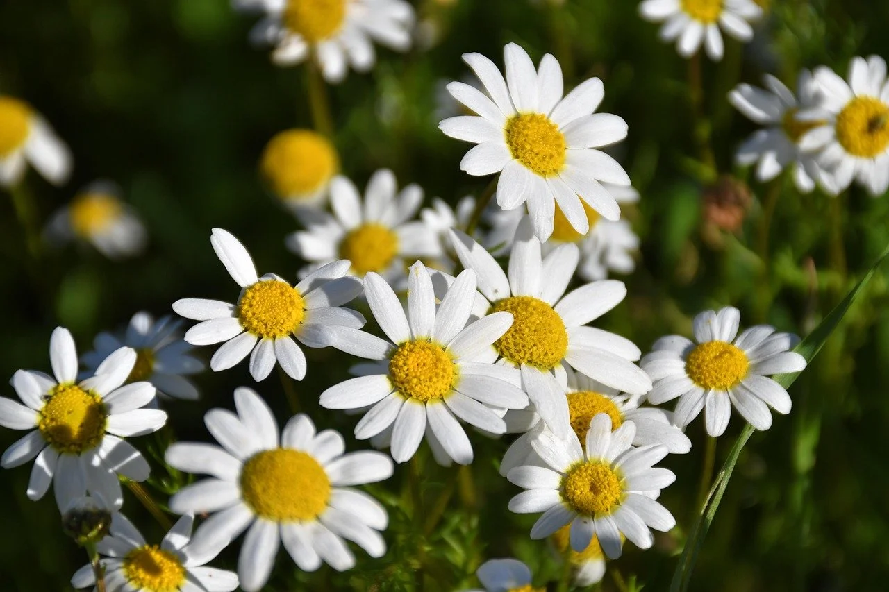 White and Yellow Daisies in Bloom Against Green Background