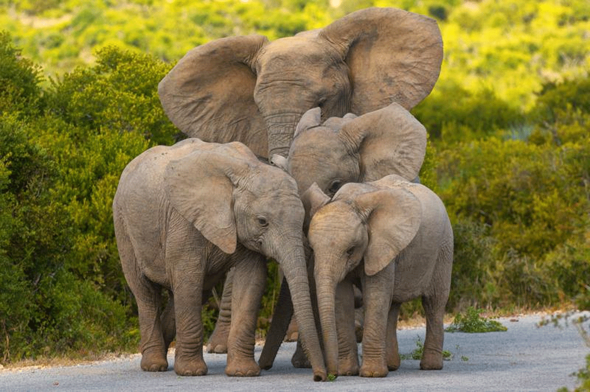 Elephants world