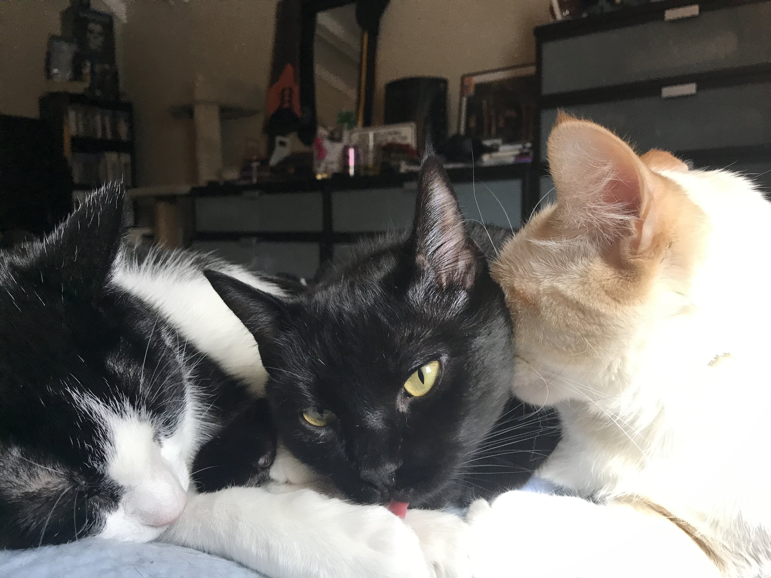 The kitty crew