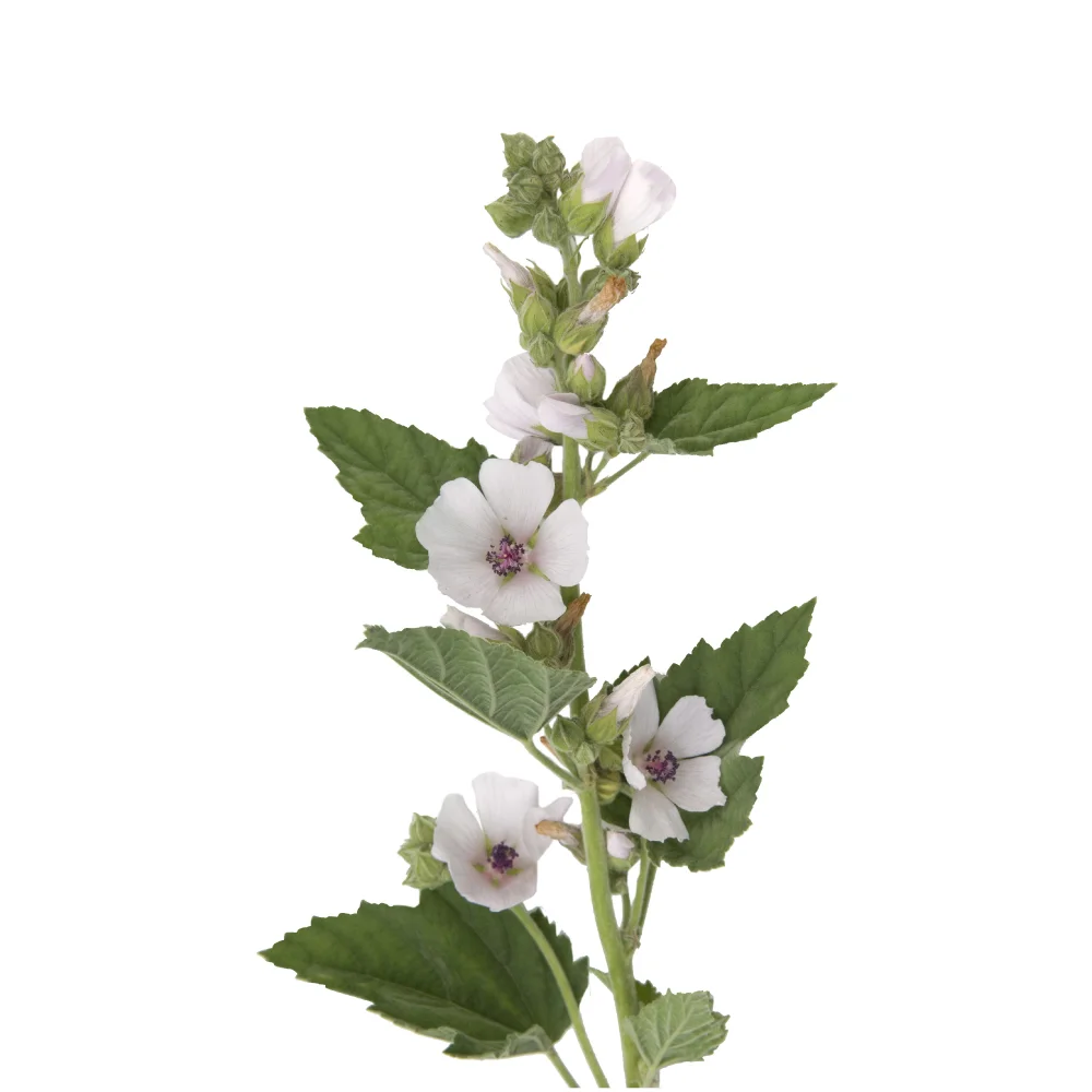 Алтей лекарственный рисунок