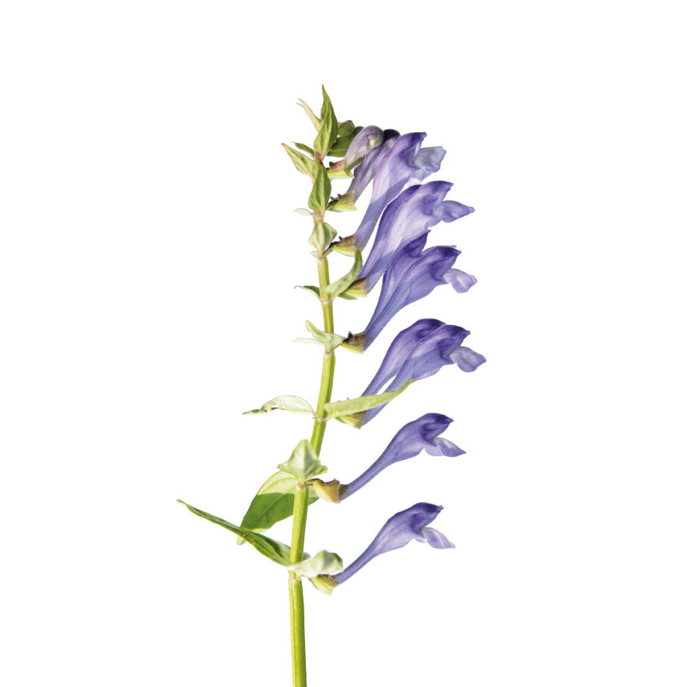 Scutellaria Baicalensis