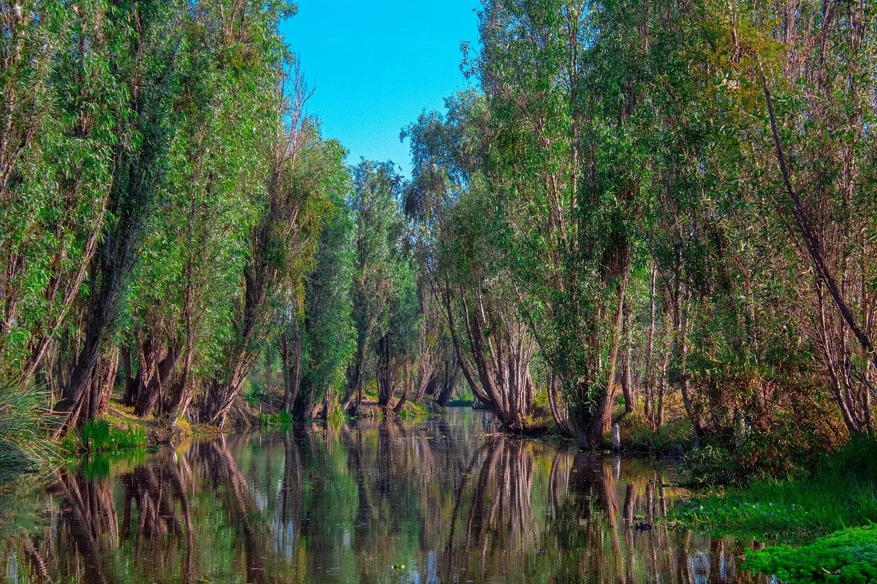Canal de Xochimilco de aguas quietas que reflejan una hilera de altos ahuejotes bajo un cielo azul