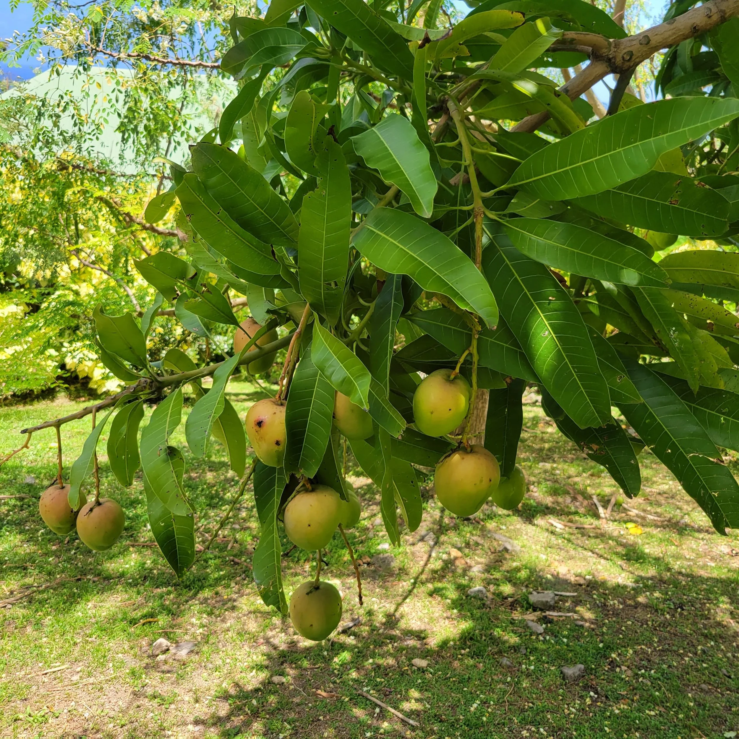 Fruit growing in the lush gardens at Jungle Bay Dominica