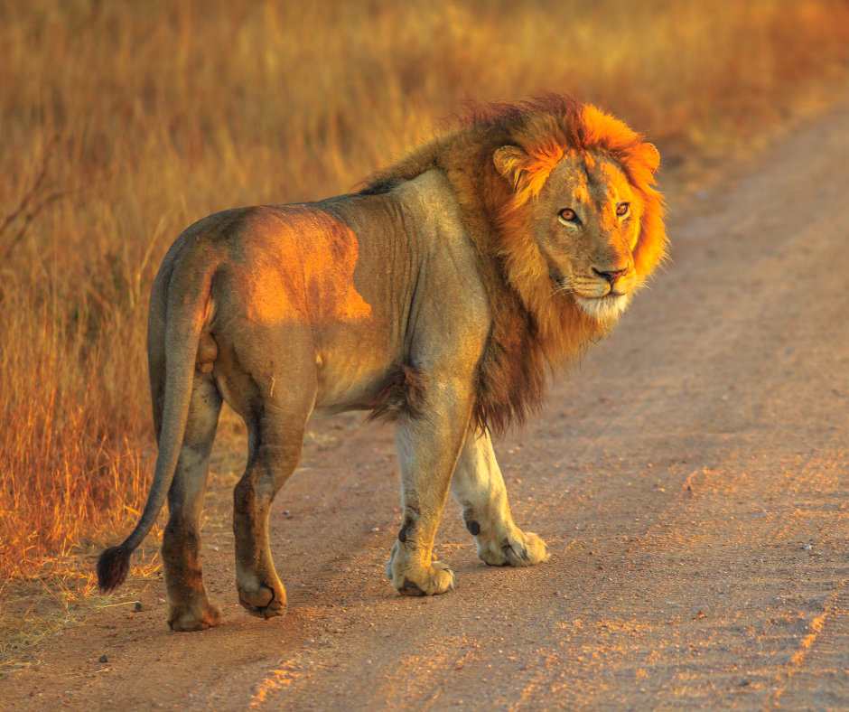 African safari land journey