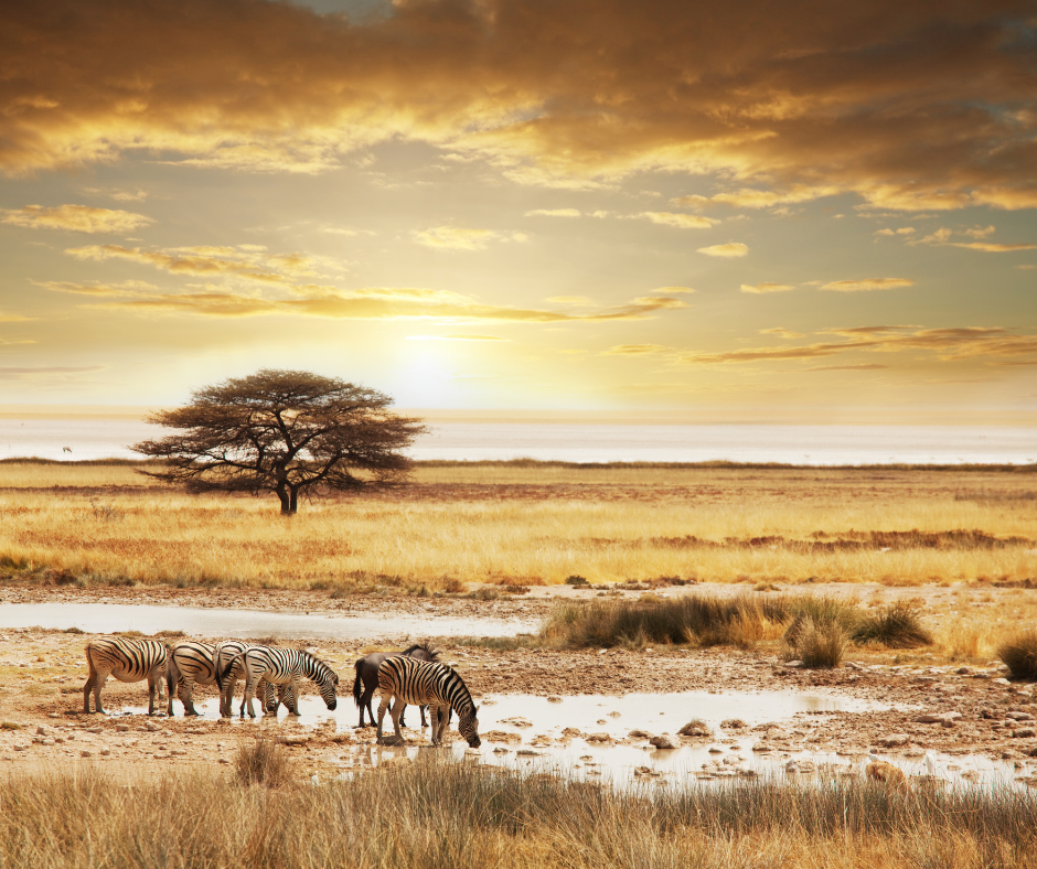 Africa hotels and resorts collection