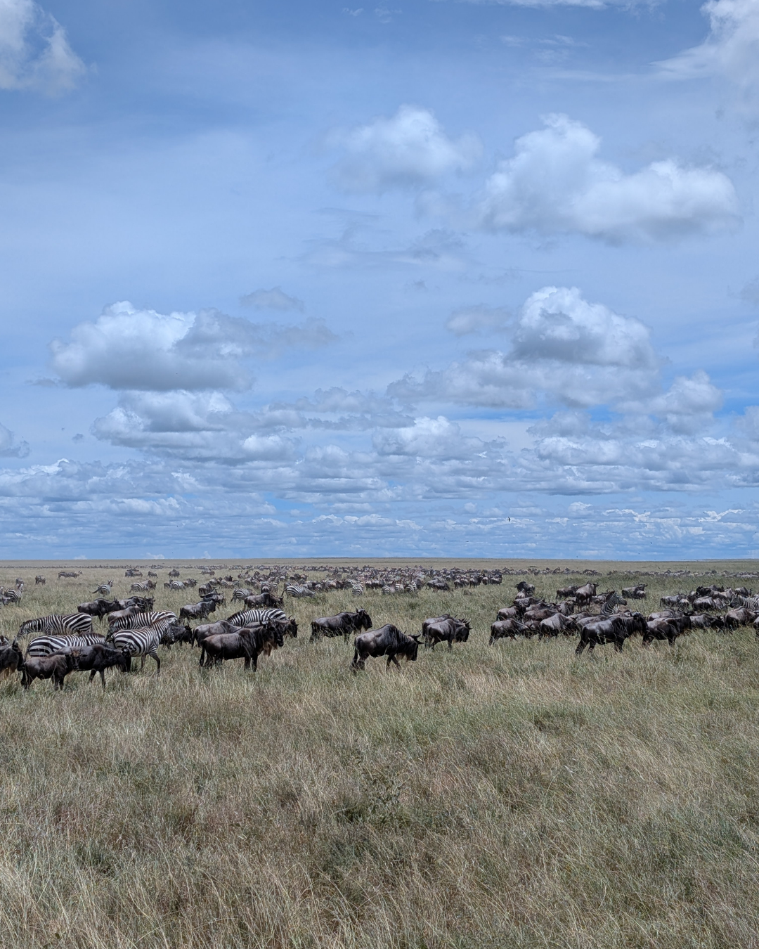African Safari