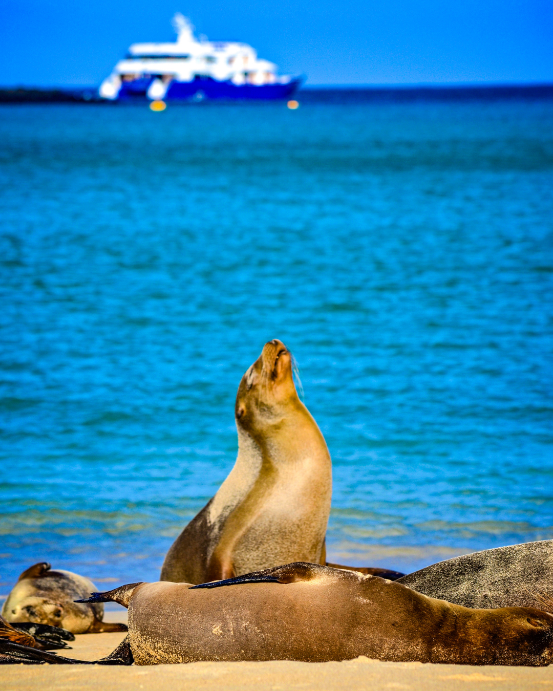 Luxury Ocean Cruise