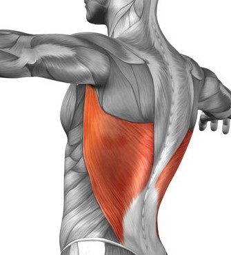 Latissimus Dorsi мышца
