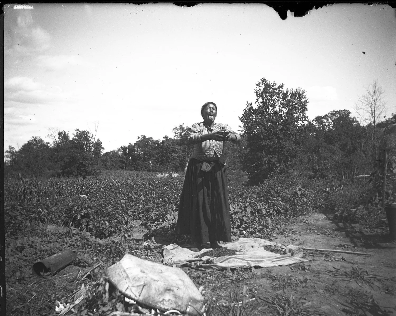 A woman winnows wild rice by hand over a blanket at the edge of a cornfield
