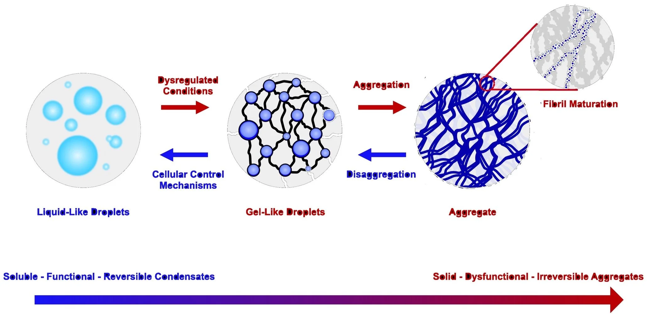 Diagram showing biomolecular condensates progressing from liquid-like droplets through gel-like droplets to aggregates and fibrils