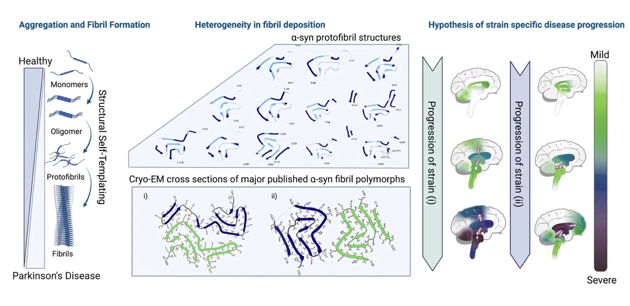 Full alpha-synuclein amyloid fibril figure showing aggregation, fibril heterogeneity, Cryo-EM polymorphs and disease progression