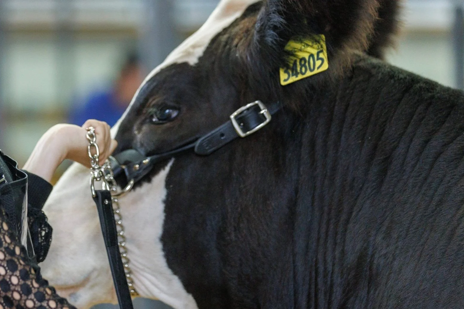 livestock-schedule-howard-county-4-h-fair-indiana