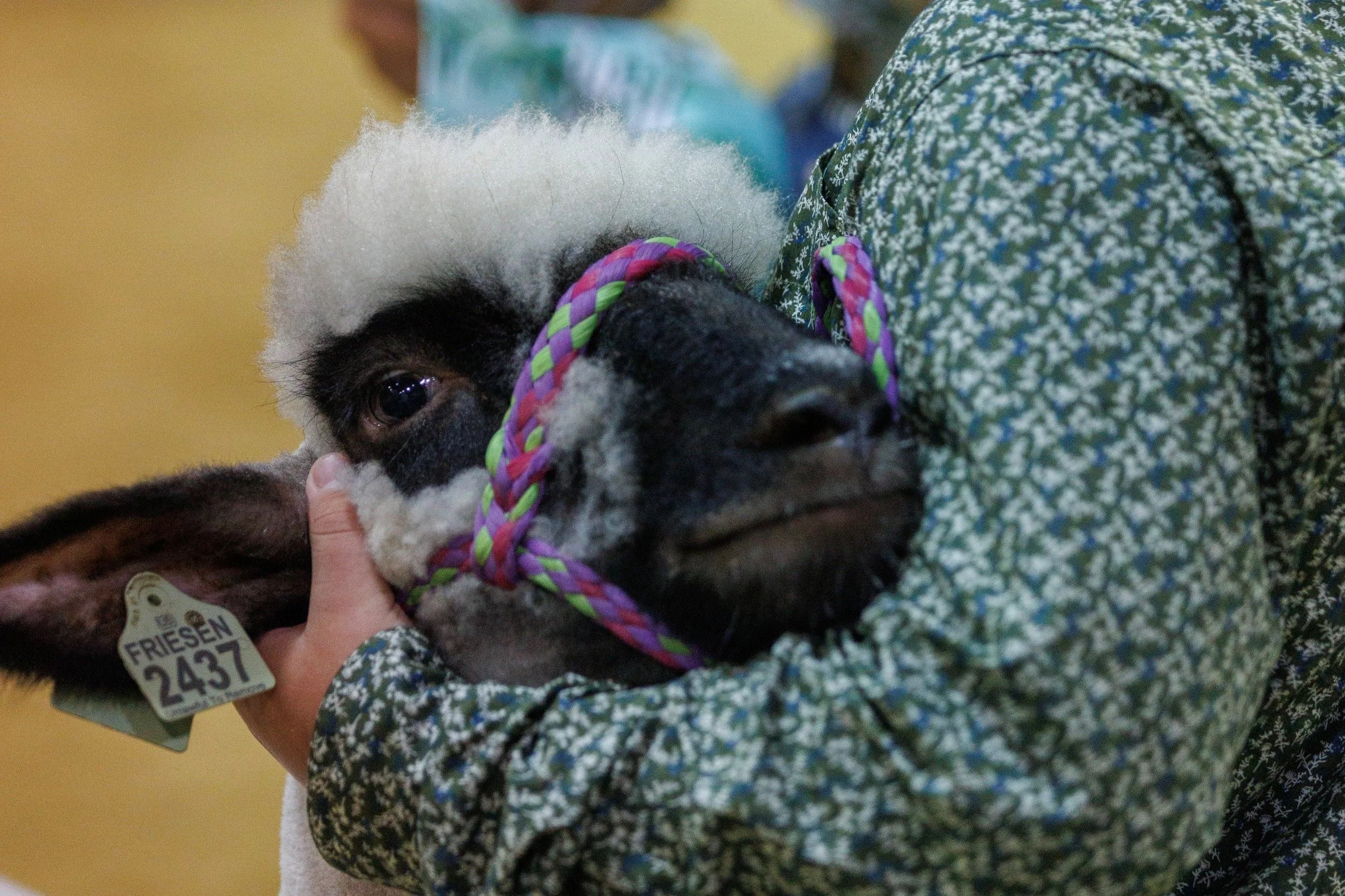 livestock-schedule-howard-county-4-h-fair-indiana