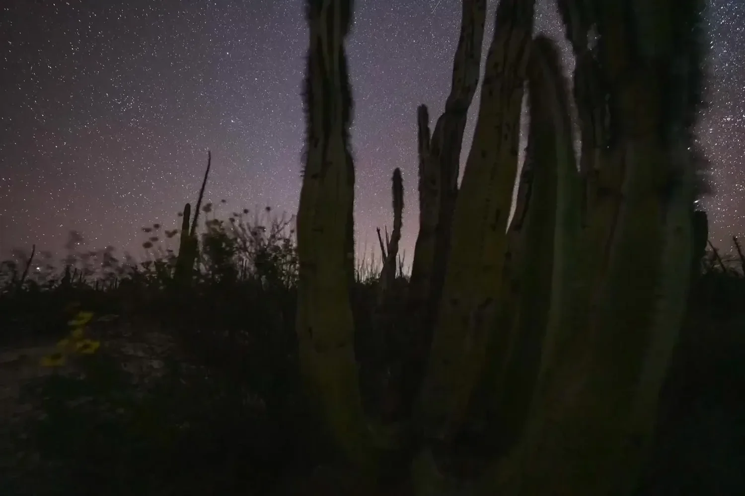 Stars wheeling over cardon cactus in the Baja desert