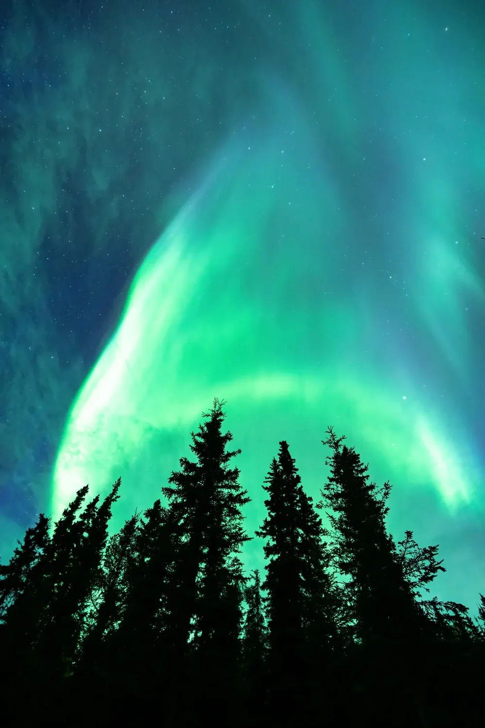 Aurora curling above black spruce, Alaska