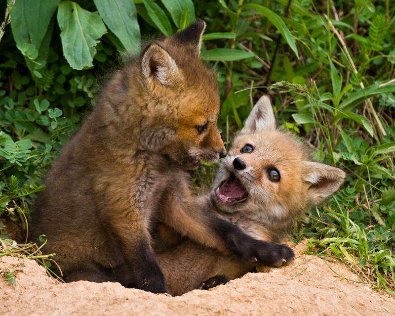Baby Fox с малиной. Baby Fox шоколад. Baby Fox bueno. Fight of animals Лис. Two babies one fox на русском