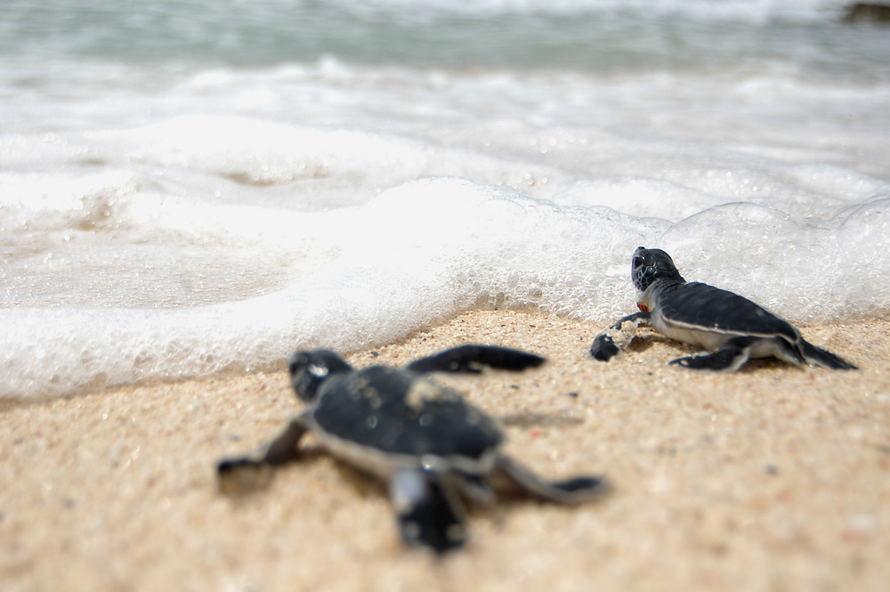 Confessions of little turtle with love #4