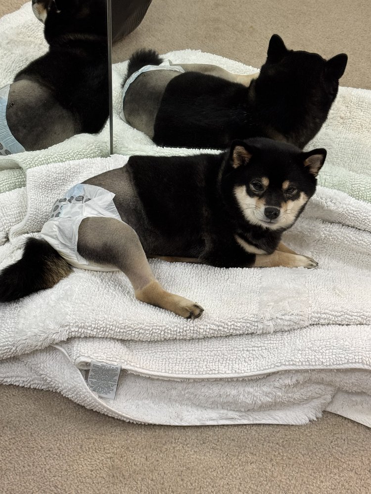 Poca in a diaper