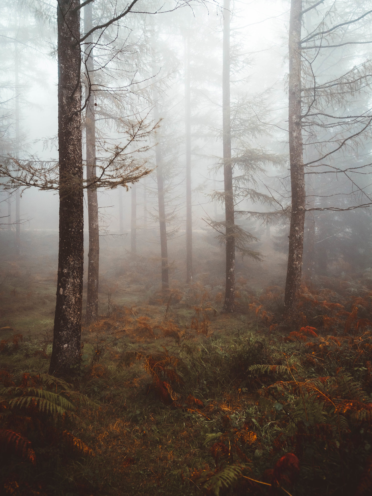 Лес вдохновения. Туманный лес. Тихий лес. Лес март туман. Густой тихий лес.