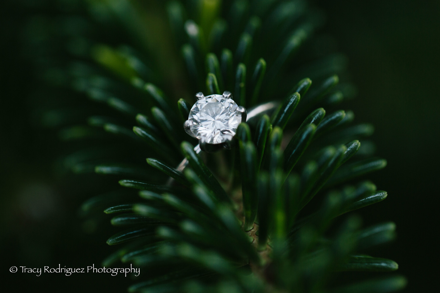 imagenes de anillos de boda - anillo de boda fotografías naturaleza
