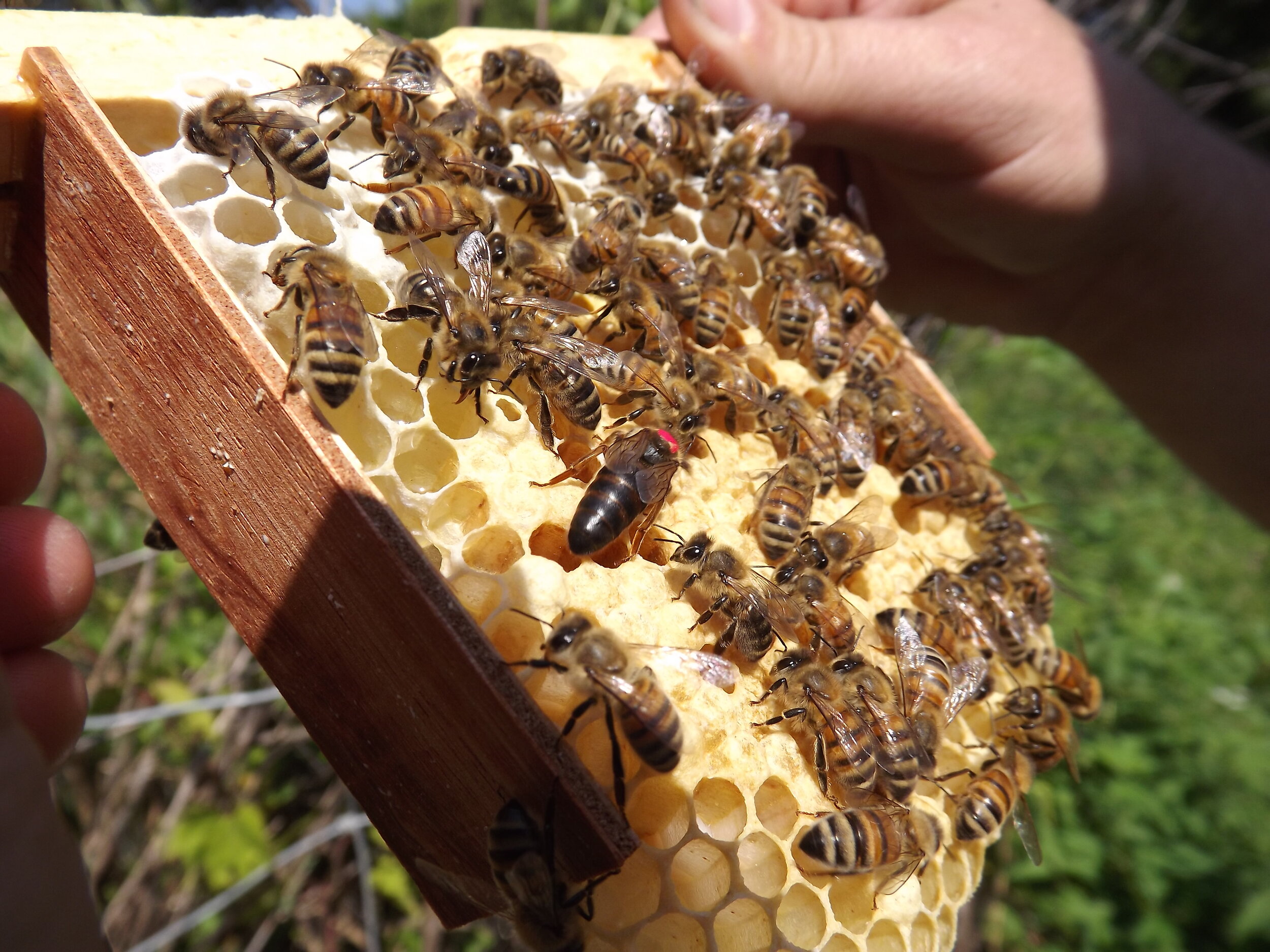 Купить Пчел Семьи В Воронежской Области
