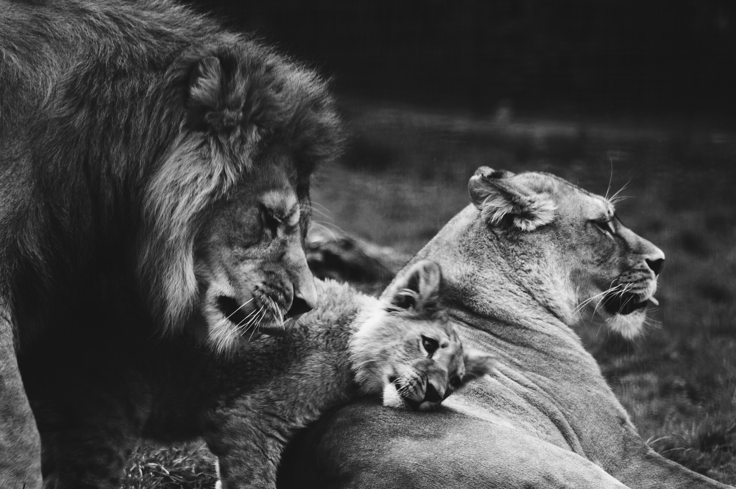 Любовный лев неделя. Лев и львица. Лев и львица любовь. Лев и львица картинки. Лев лежит.