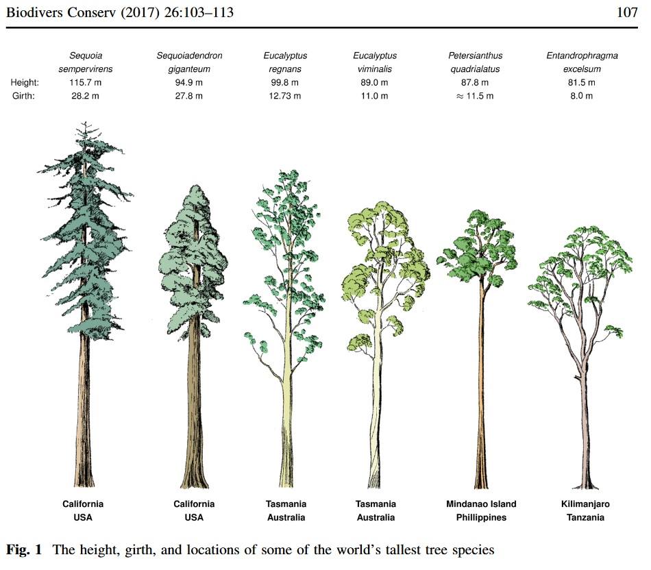 Высота лиственных деревьев