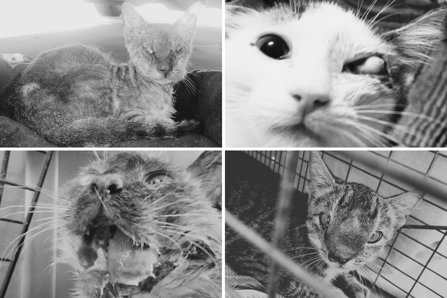 Medical Cats