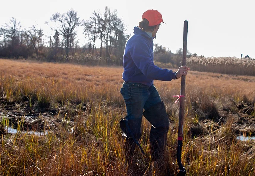 How to Move a Marsh: Work Continues to Save Sapowet Marsh — ecoRI News - ecoRI news