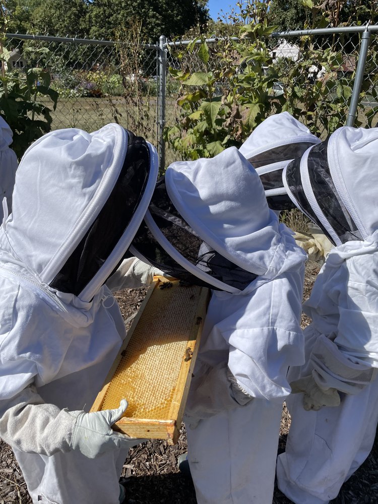 Four children in white beekeeping suits leaning over  a wooden rectangular frame of capped honey one of them is holding.