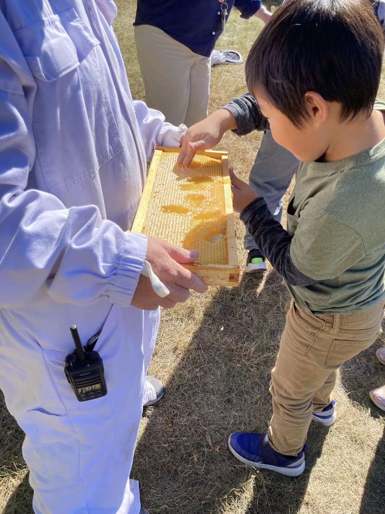 A child scoops honeycomb with their fingers out of a rectangular frame of honey, held by an adult in a beekeeping suit.