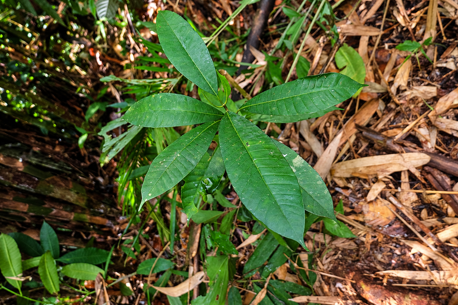 Top-down view of a healthy young Ulin sapling