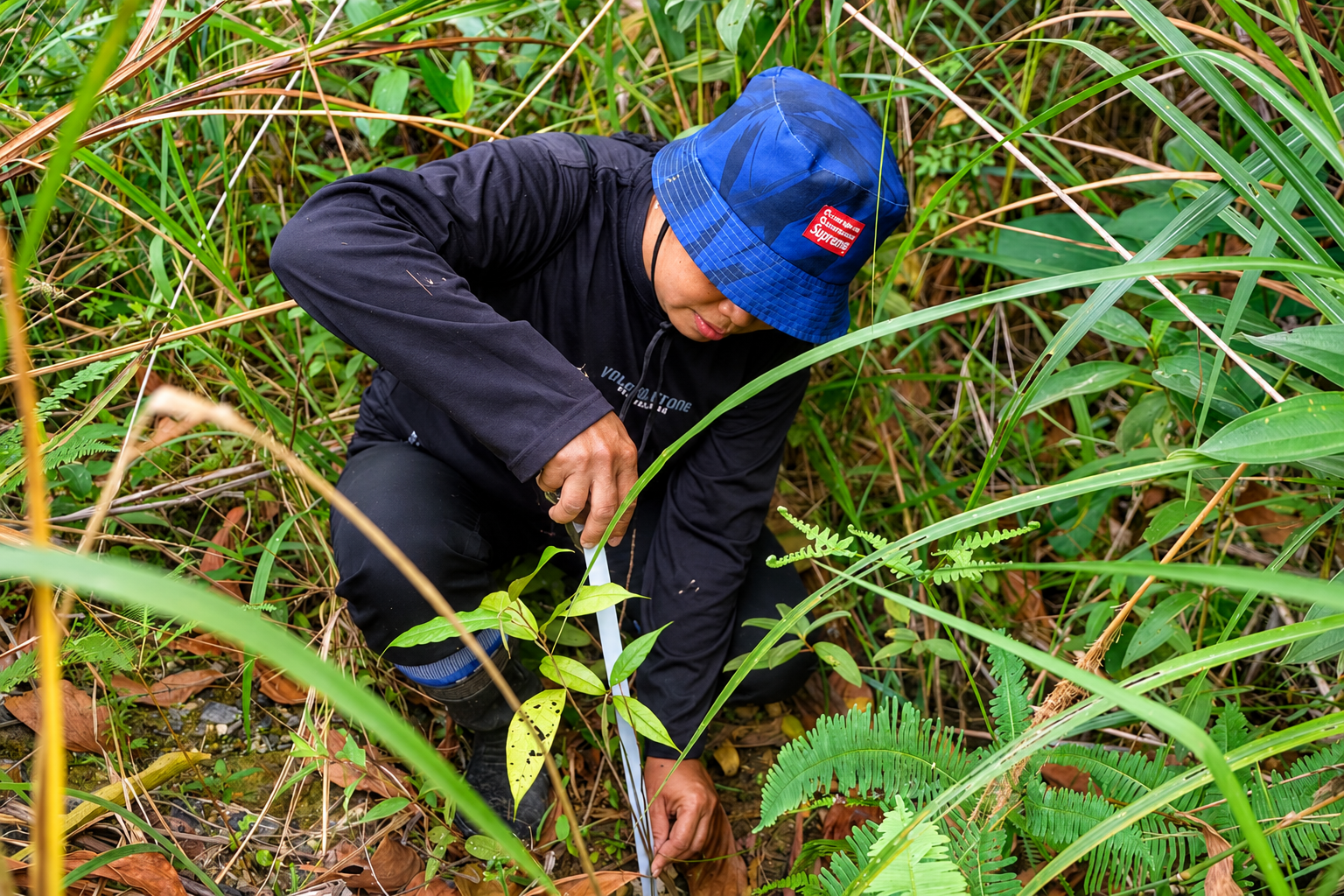 Forest fieldworker measuring a young tree