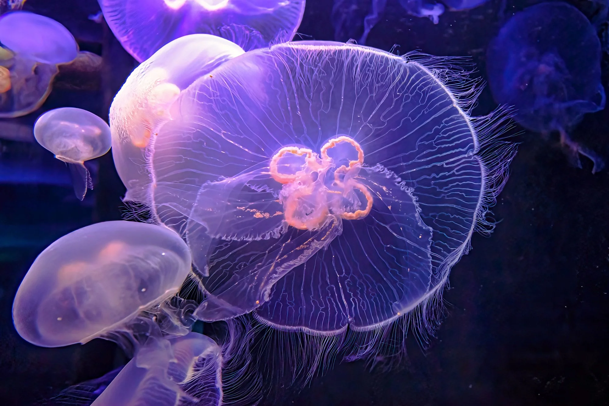 Aurita