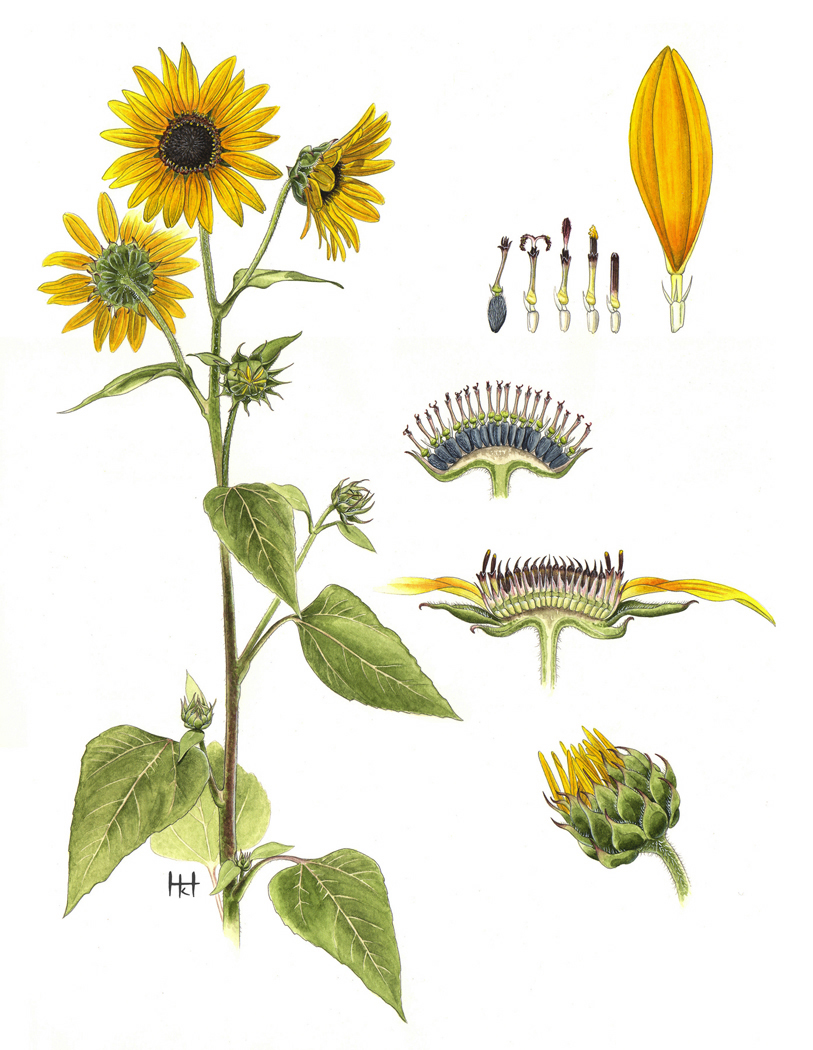Ботанический рисунок Calendula officinalis