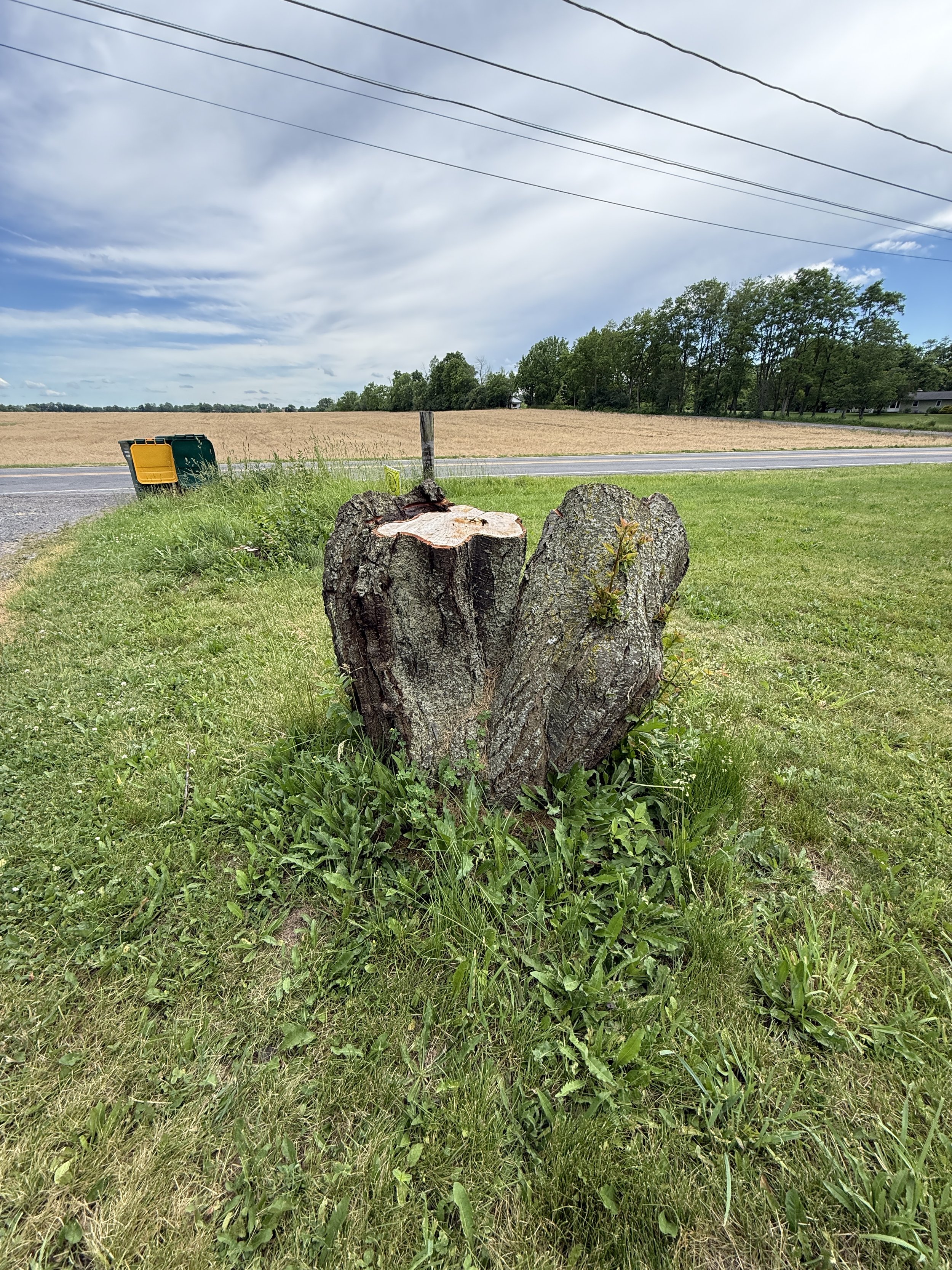Stump before grinding