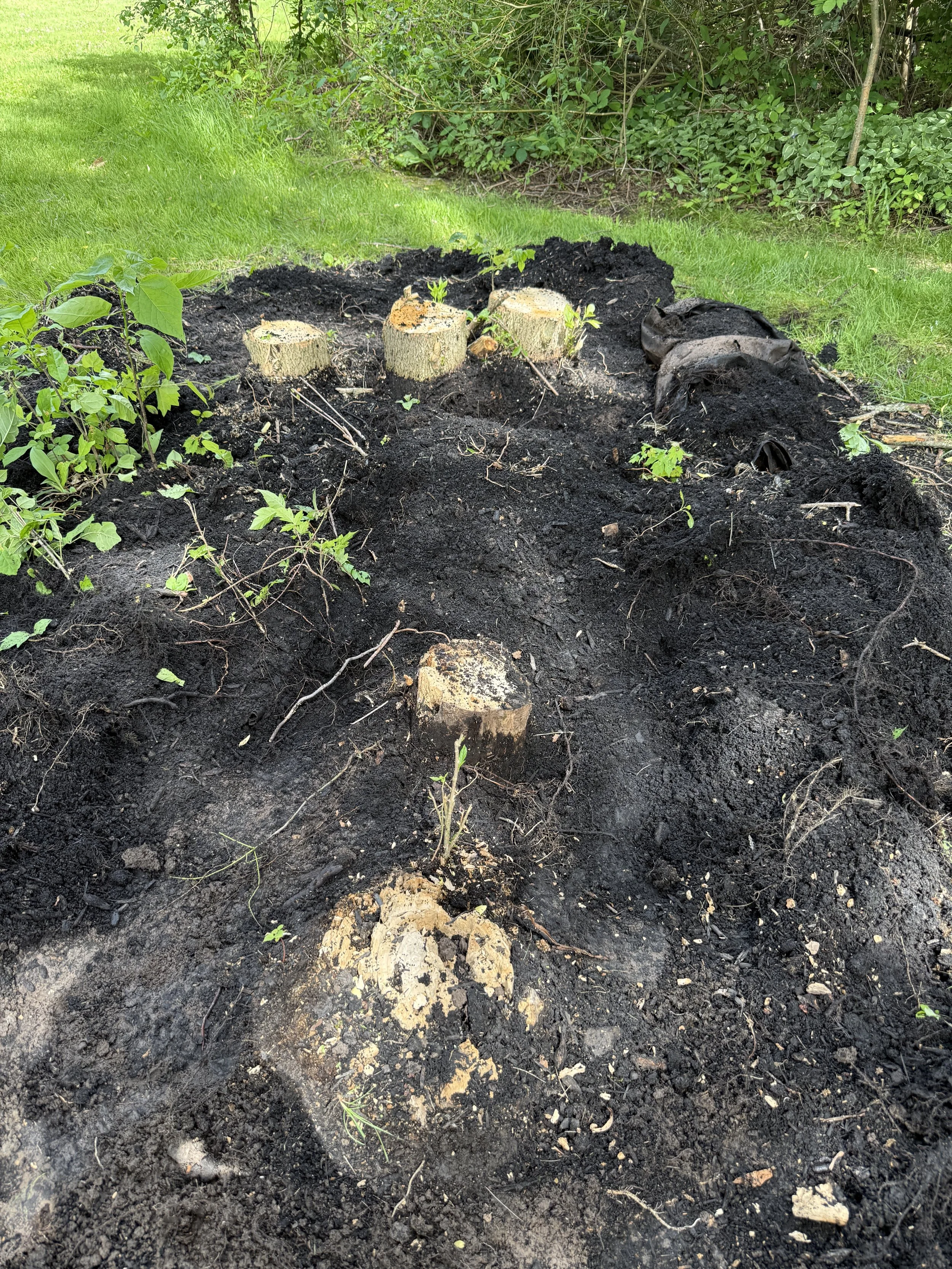Multiple stumps before grinding