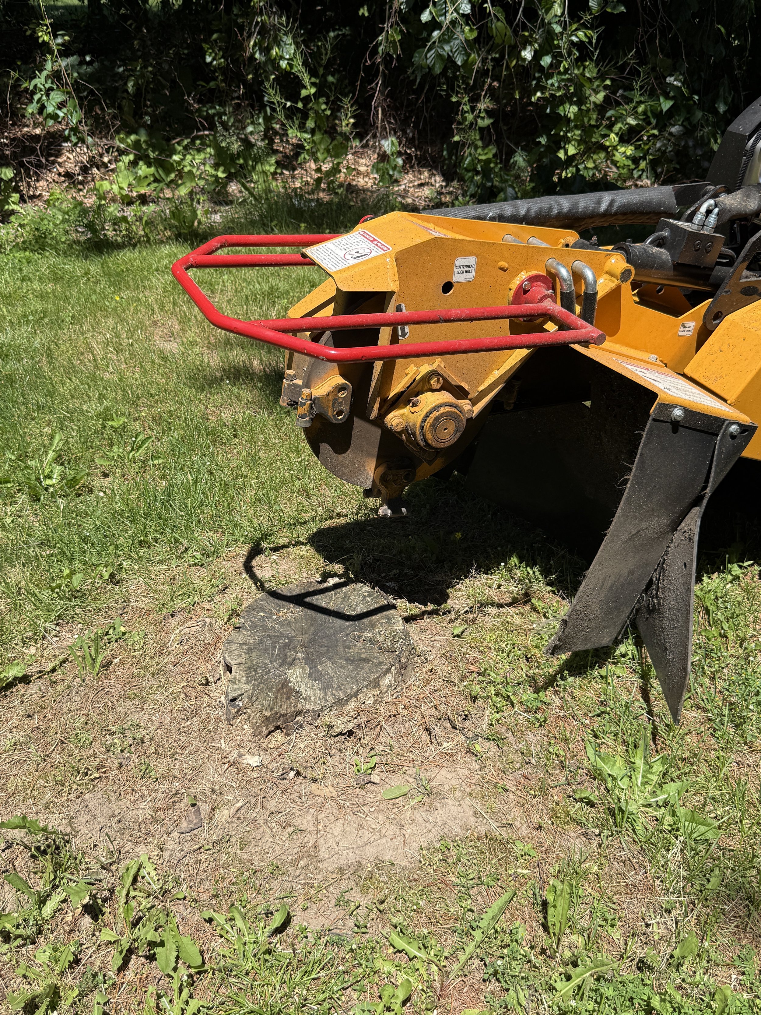 Large stump before grinding