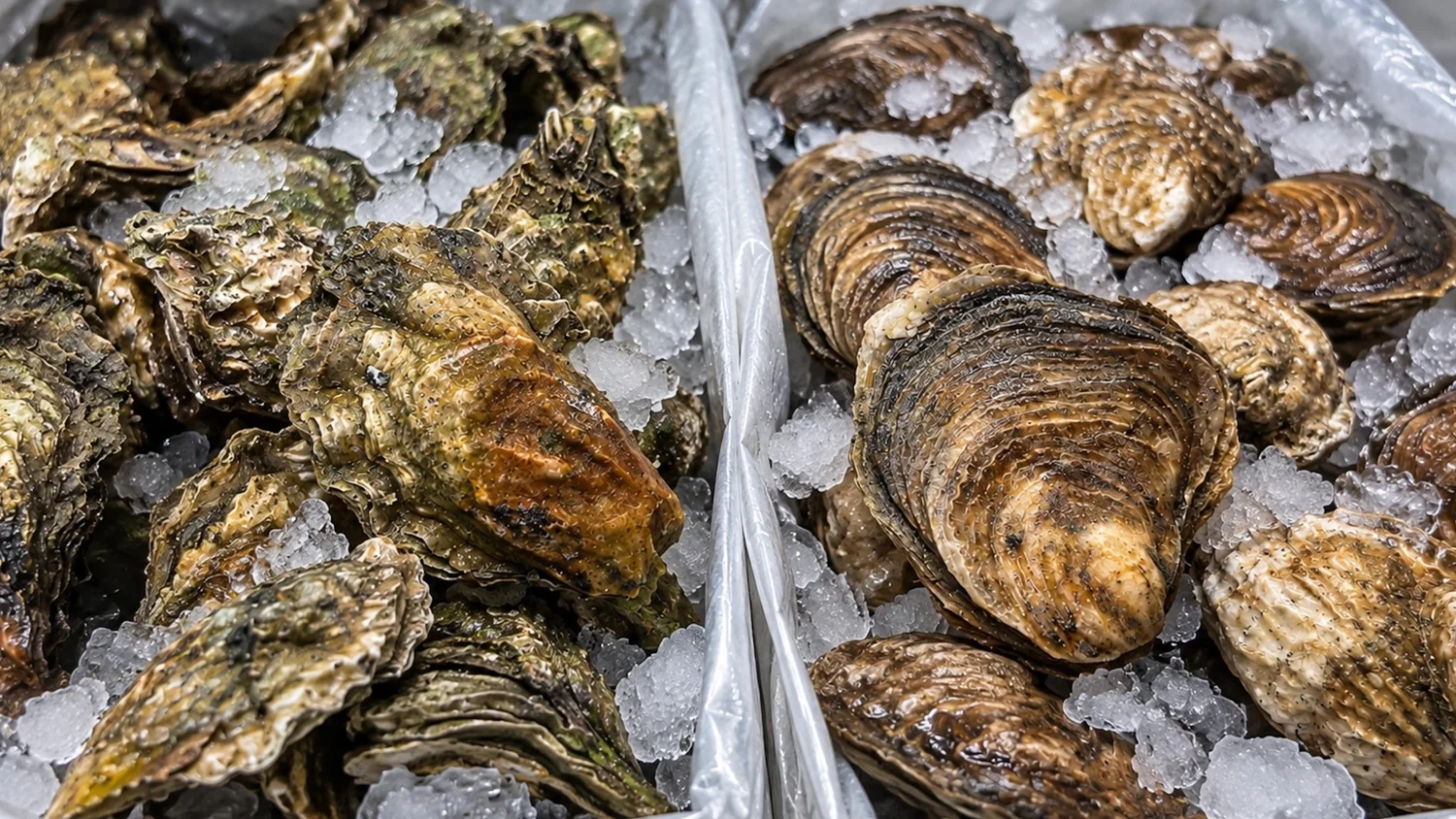 Freshly shucked oysters served on ice