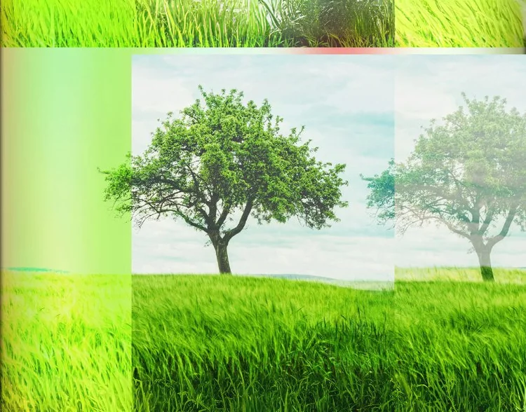 The Fig Tree promotional artwork