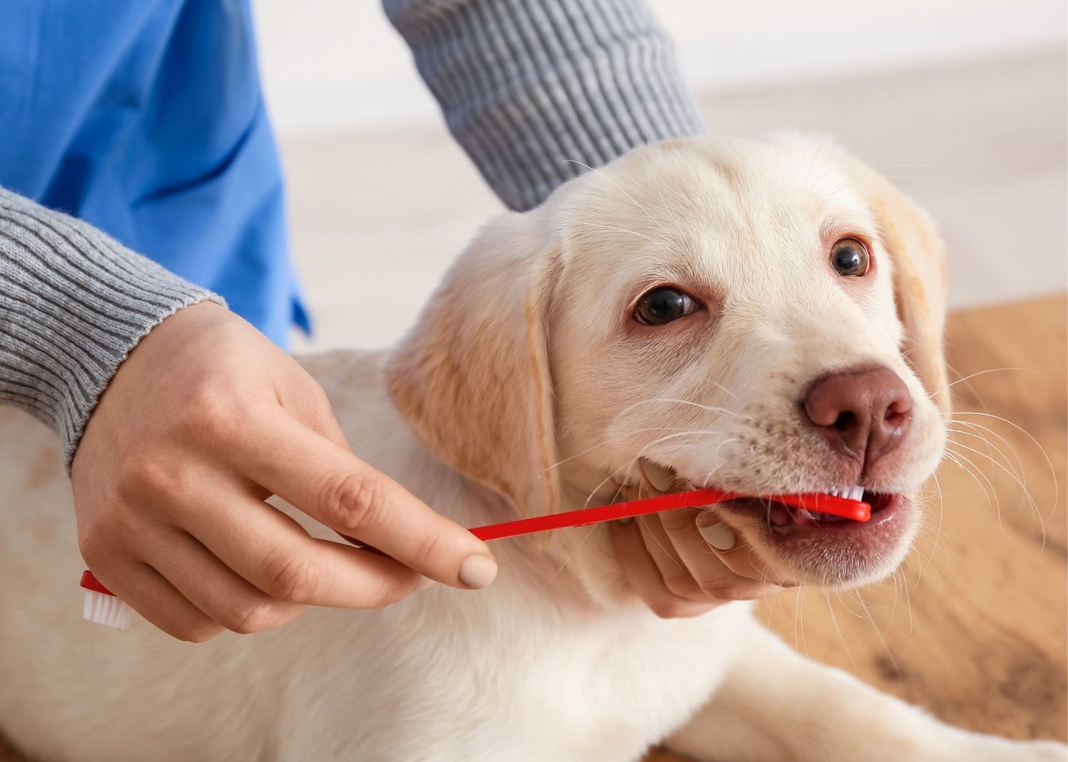 what to feed a dog with no teeth
