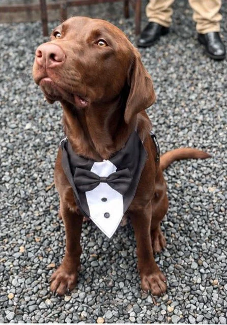 A dog wearing a tuxedo bandana
