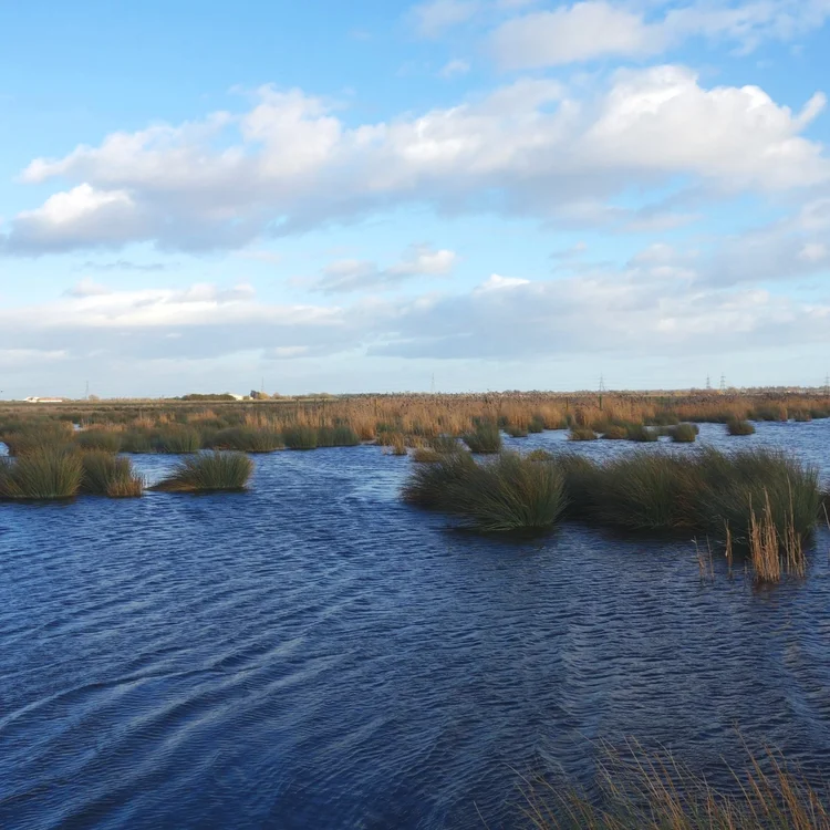 Landscape photo of a lake with vegetation in it. 