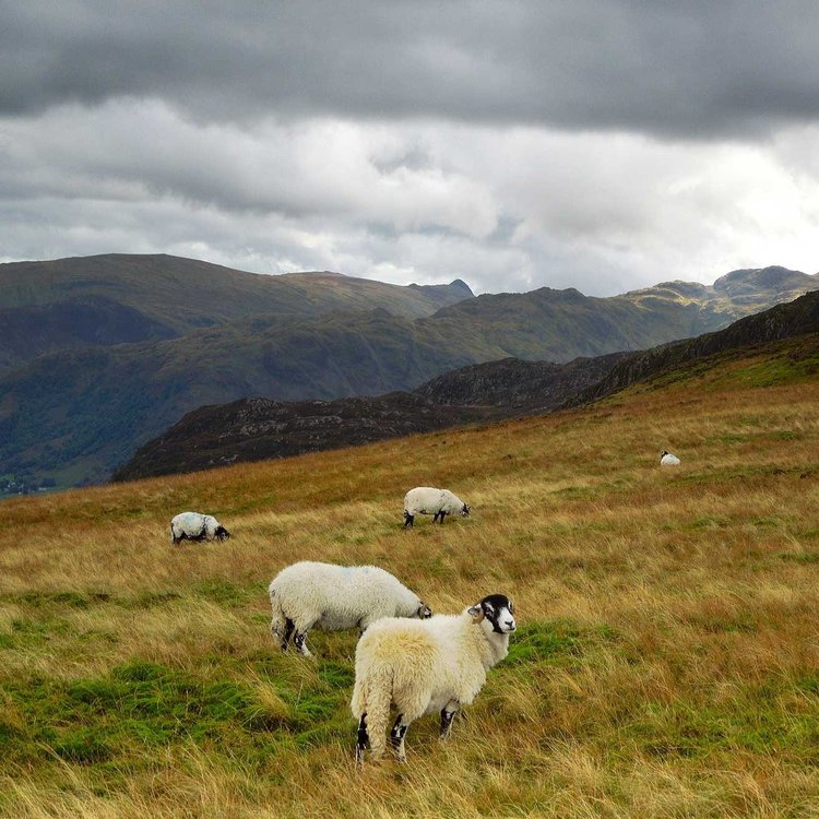 Landscape photo showing a few sheep in a field atop a mountain. In the distance, other mountains can be seen, and the sky is grey and cloudy. 