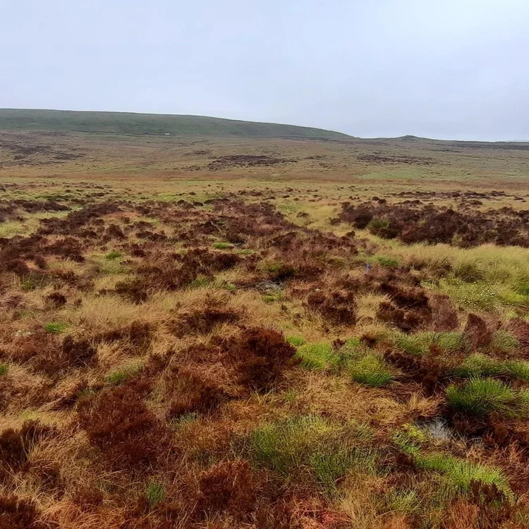 Landscape photo showing the peatbog and vegetation. 