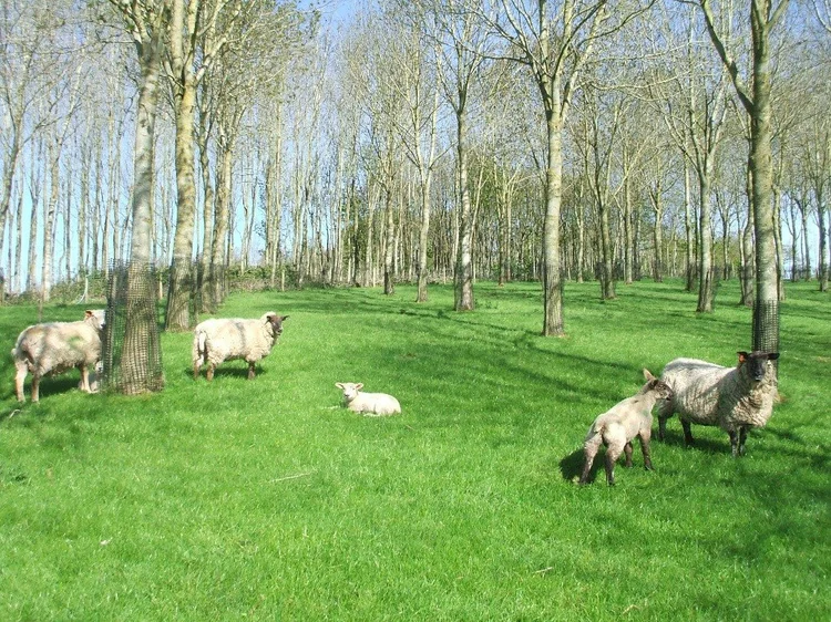 5 sheep are amongst some trees, 2 of which are lambs. 